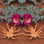 Harpagophytum