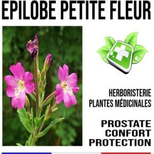 Epilobe à Petite