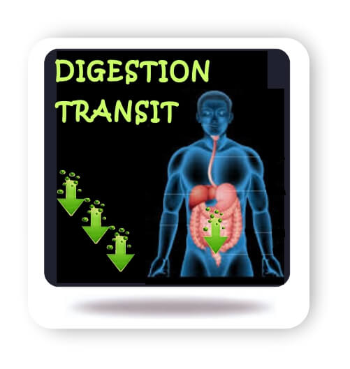 Digestion et Transit