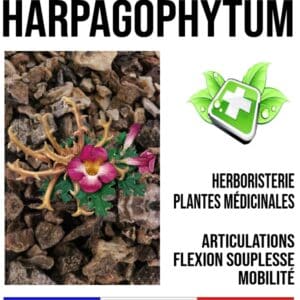 Harpagophytum Plante Médicinale 300