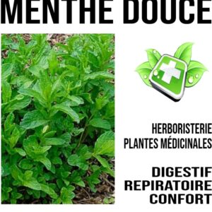 Menthe douce 100