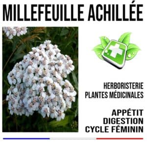 Millefeuille plante 150