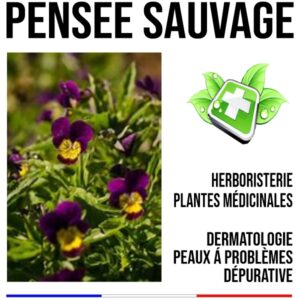 Pensée sauvage plante 130