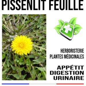Pissenlit feuille 200