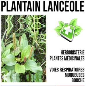 Plantain Lancéolé Feuille 100