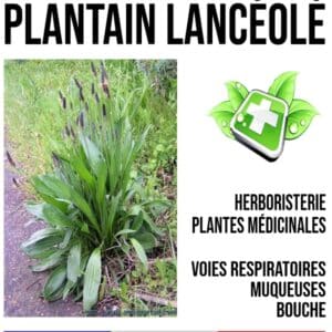 Plantain Lancéolé Feuille 100