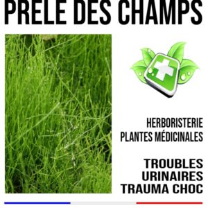 Prèle plante 100