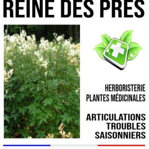 Reine des prés fleur 120