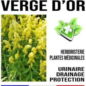 Verge d’or Plante 100