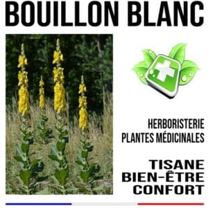 Bouillon blanc Fleurs Molène 100